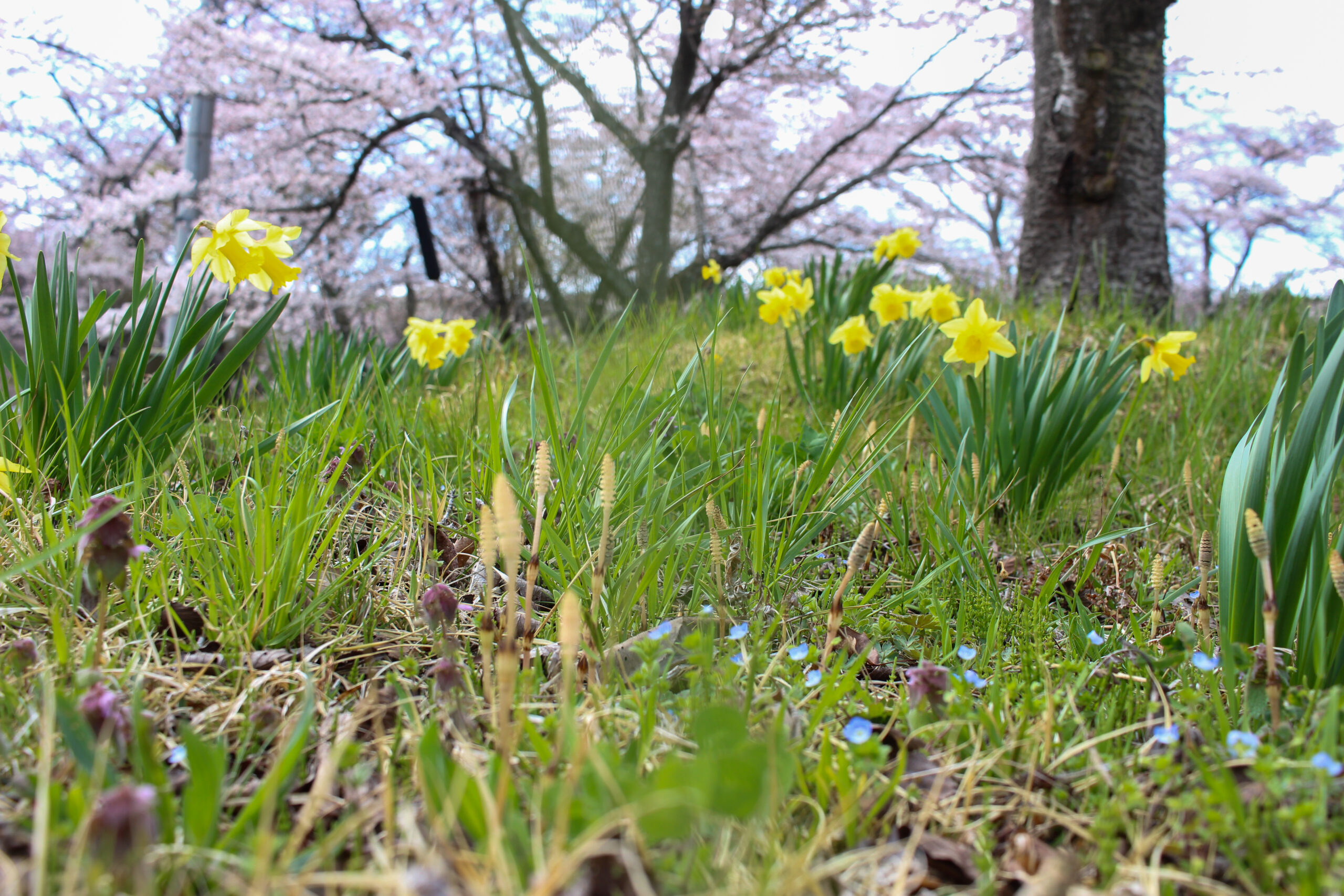 20250416_加護坊桜まつり加護坊山自然公園_IMG_0843