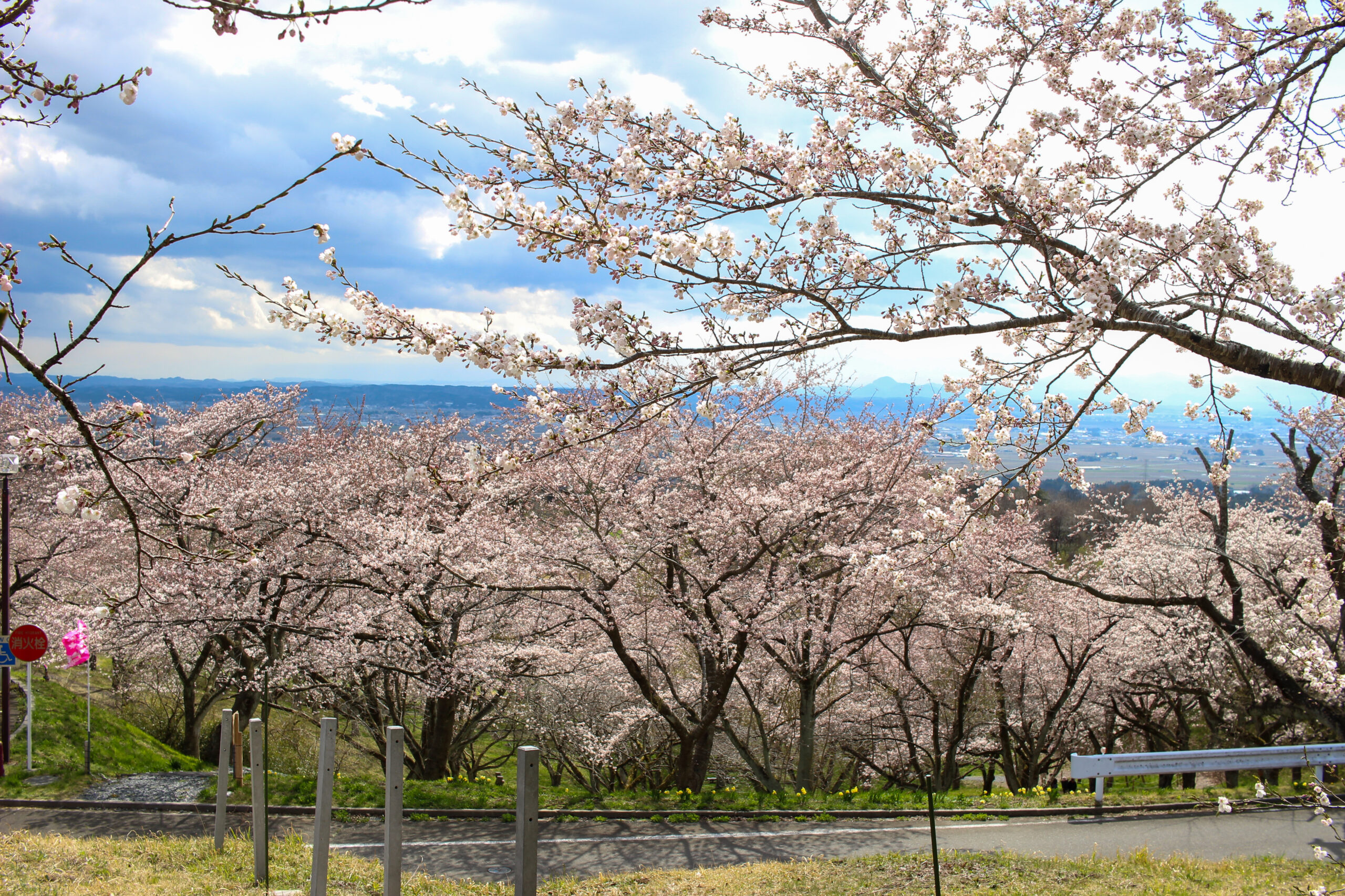 20250416_加護坊桜まつり加護坊山自然公園_IMG_0848
