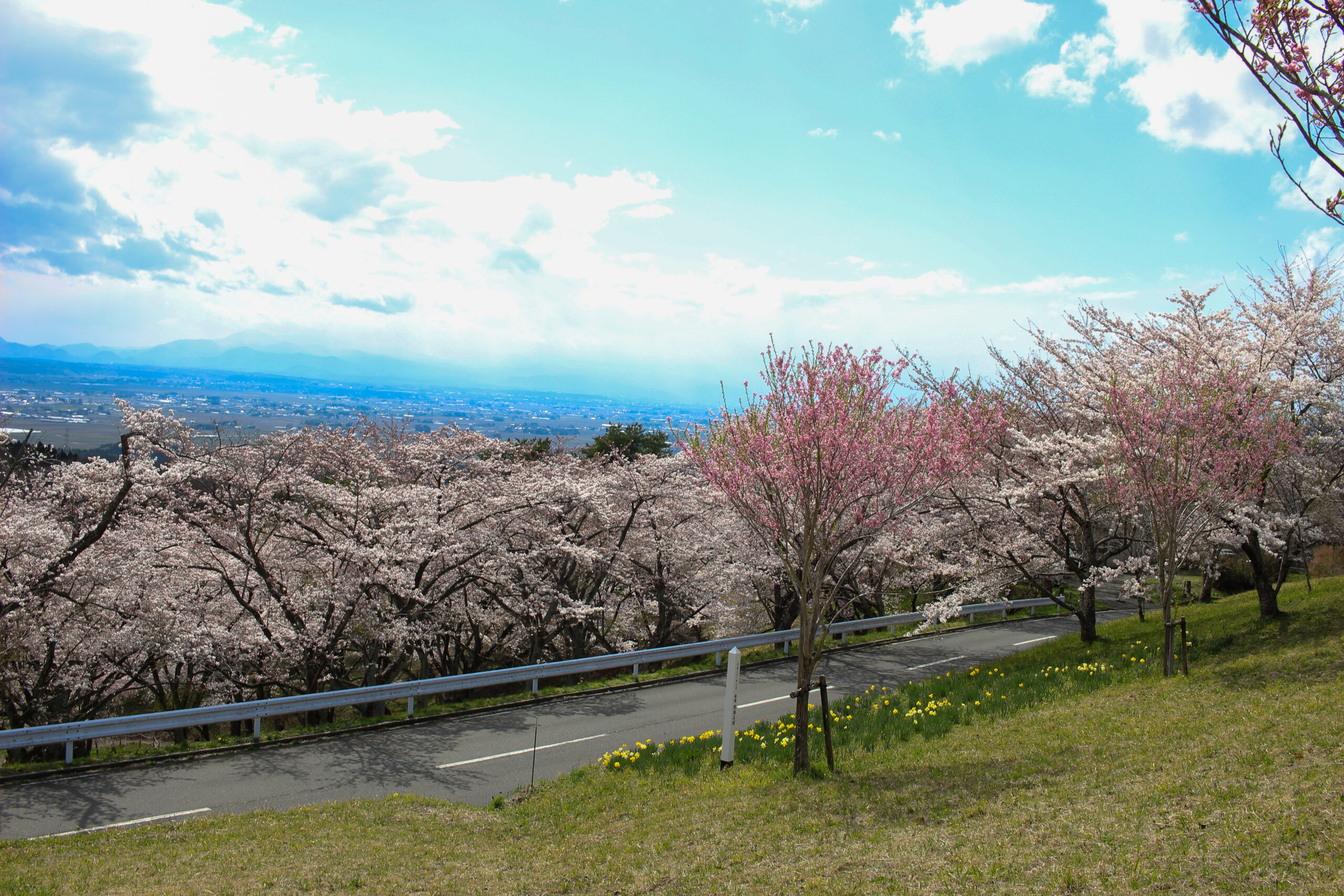 20250416_加護坊桜まつり加護坊山自然公園_IMG_0854