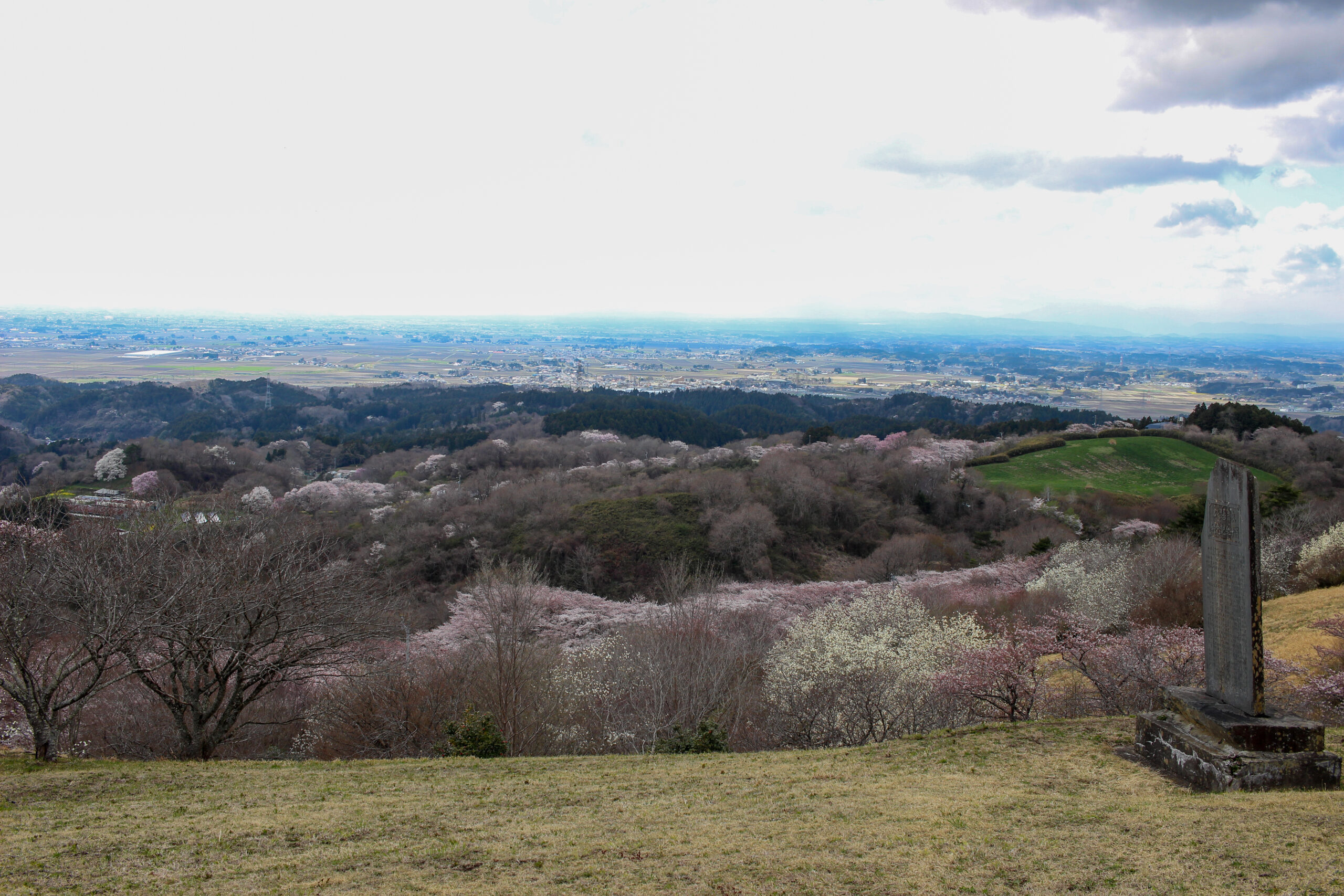 20250416_加護坊桜まつり加護坊山自然公園_IMG_0878