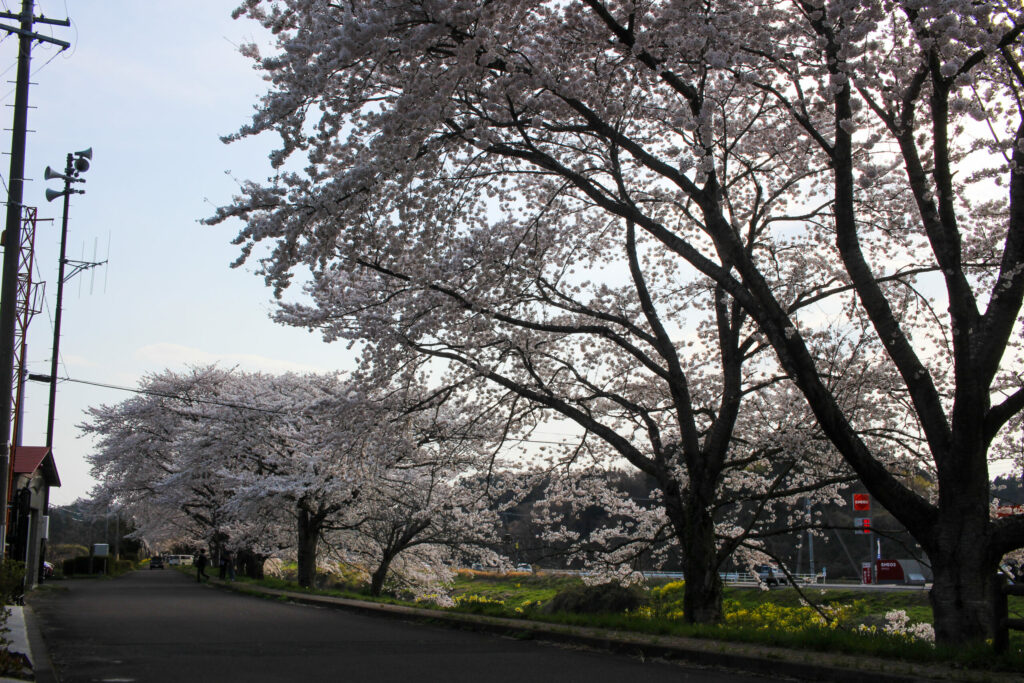 20250417_水辺公園_IMG_1013