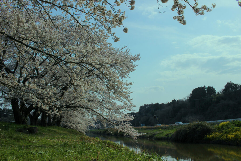 20250417_水辺公園_IMG_1054