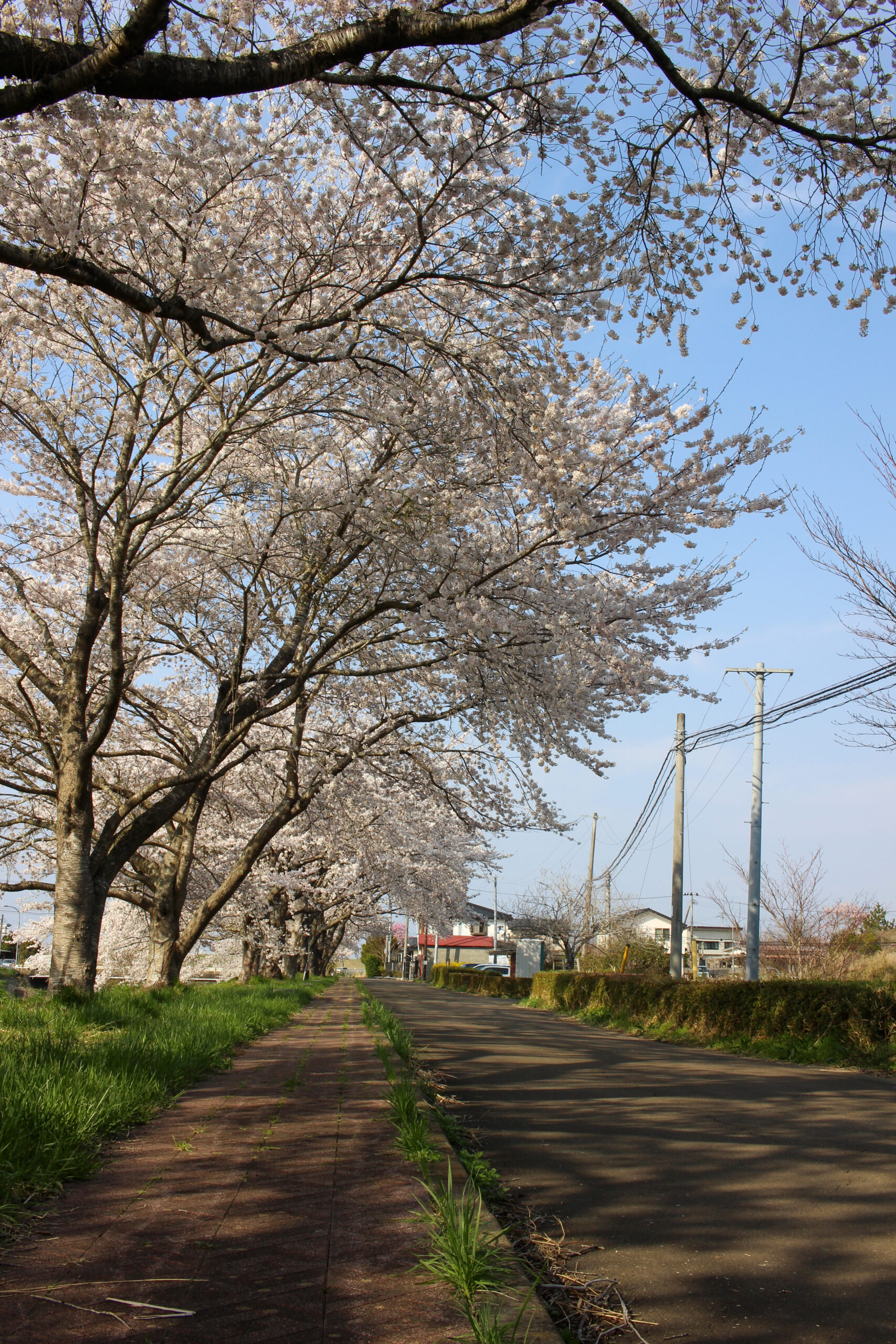 20250417_水辺公園_IMG_1086