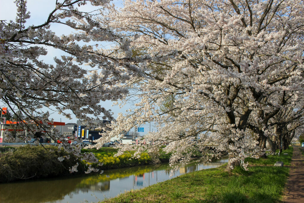 20250417_水辺公園_IMG_1091