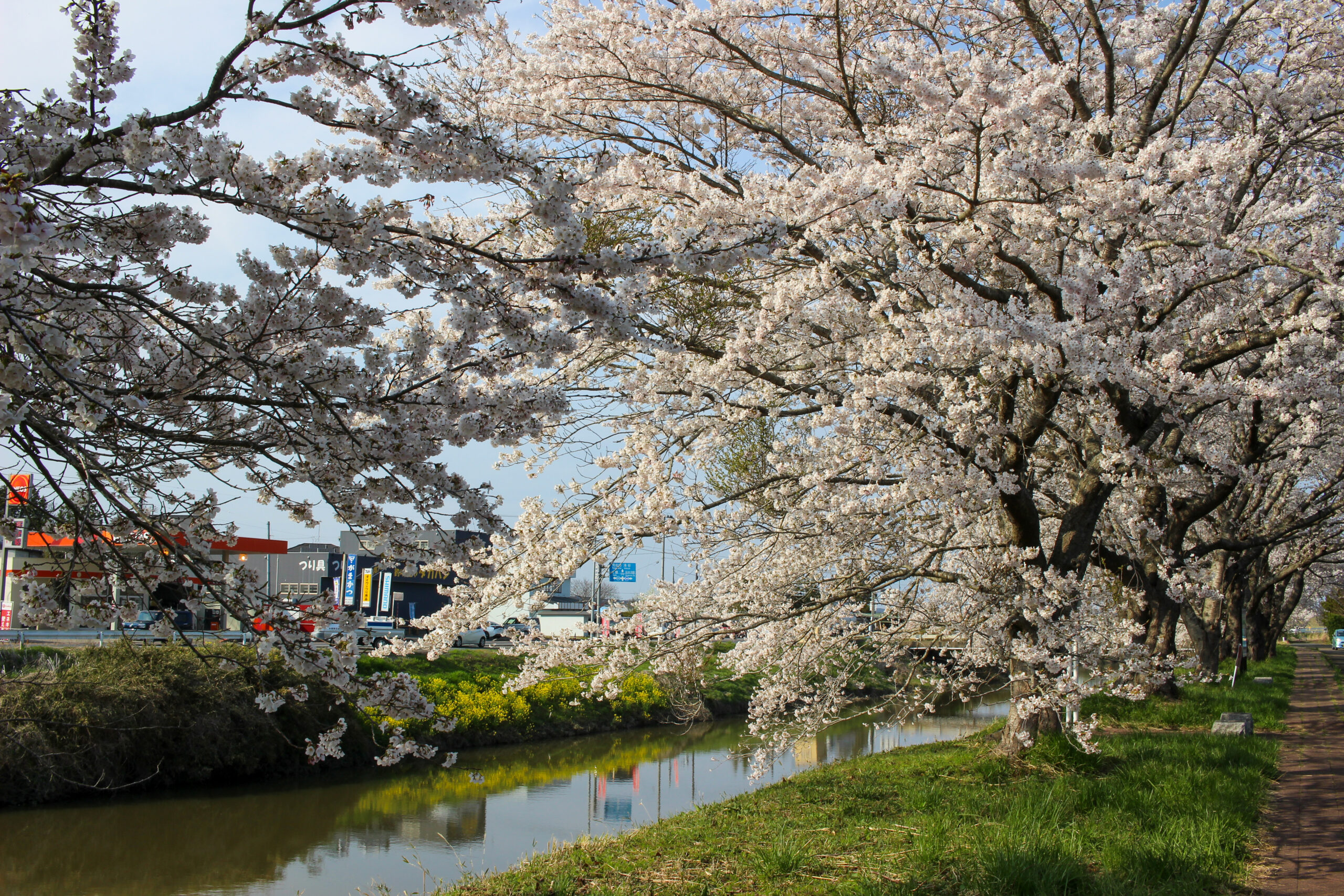 20250417_水辺公園_IMG_1091